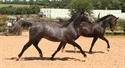 Barracuda extended trot 2008