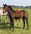 Chopard Z by Chellano Z as yearling 2008