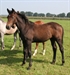 Chopard Z by Chellano Z as yearling 2008