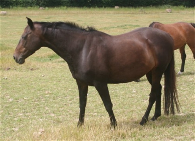 Horses-Mating-Hard Pics Photos - Mating Horse Hard Arab Horses Are The Guarantee To Breed ...