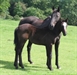 Midnight Star UK with dam 2008