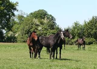 Midnight Star UK