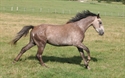 Branco Espoir Uk with Alme Darco lines Aug 2011