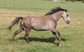 Branco Espoir Uk with Alme Darco lines Aug 2011
