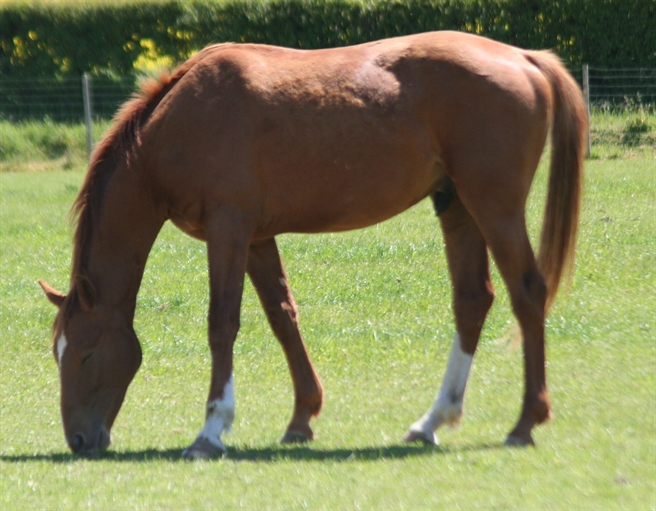 Zangersheide/Chestnut/Flipper Tango UK Z Uk and International Stud