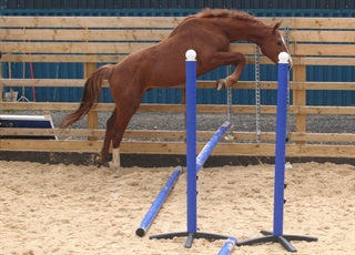 Flipper Tango UK Z