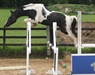 Loose jumping August 2011