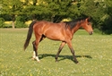 Flipper Des Bois UK Z 2010