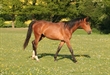 Flipper Des Bois UK Z 2010