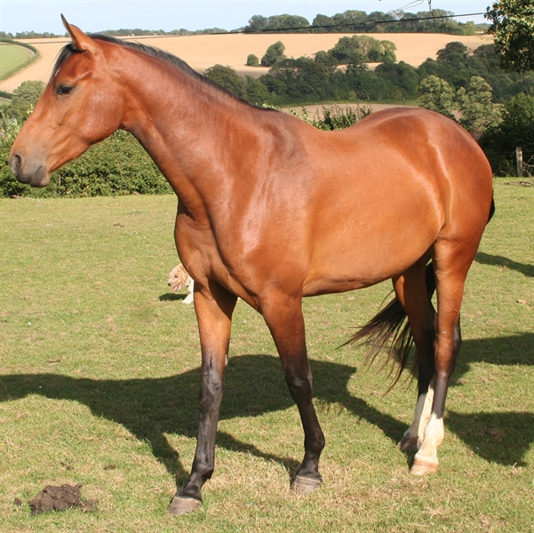 Zangersheide/Bay/Flipper des Bois UK Z Uk and International Stud Farm