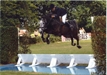 Davidoff with Caroline at Hickstead 2008