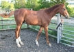 Santiago UK  yearling 2010