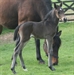 Le Marquand Uk with Nova Xequioa