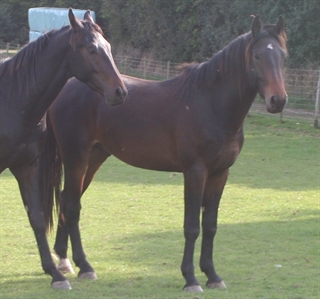 Le Marquand UK