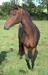 Sparkler UK Very pretty 2 yr old Mare. 2011