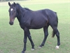Whitstable Bay UK Sept 2011 stunning stallion