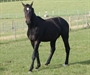 Whitstable Bay Uk Aug 2011 Stallion out of Sunlight Van De Zuuthoeve Mare