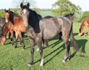 Sheikara Uk Aug 2011 out of Burgraff Mare