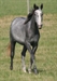 Silver Mystery Uk looking pretty