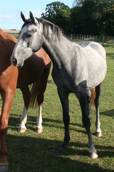 Anglo European (AES)/Grey/Silver Mystery UK - Uk and ... Anglo European (AES)/Grey/Silver Mystery UK - Uk and ...