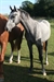 Silver Mystery Uk Warmblood TB cross 2011