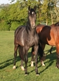 Celennio UK a star in the making Aug 2011