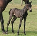 Fidgie Des Bois UK aged 2 weeks