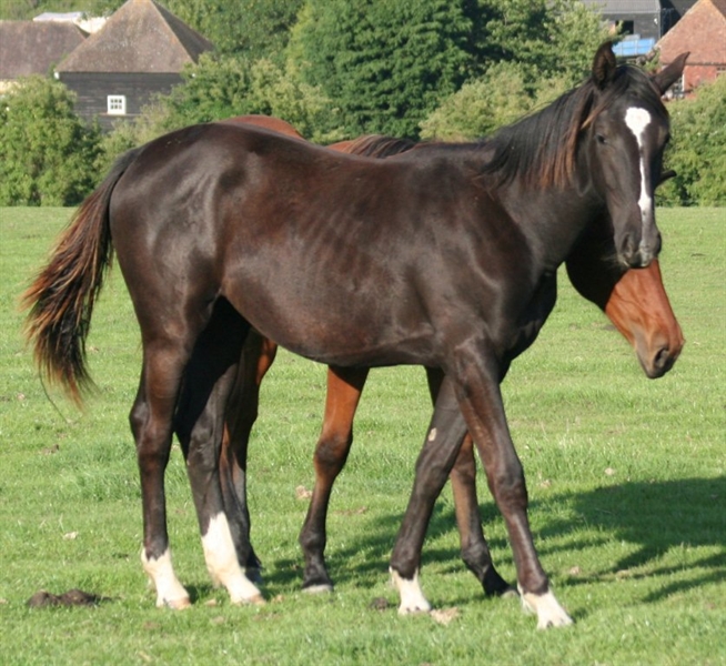 Anglo European (AES)/Bay/Unicorn UK Uk and International Stud Farm