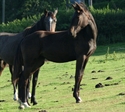 Fierra 2011