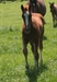 Freeedom 1 month old 2010