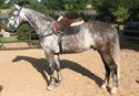Fauber Aug 2010 by Tauber