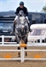 Fauber by son of Darco Tauber at Arena UK 2010
