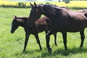 Cliquot Uk Z by Clintissimo Z one month old 2010
