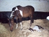 Hotpants as a foal