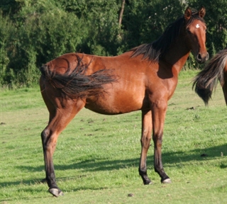 Red Kite UK