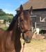 Flipper Darco UK 2016