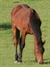 Flipper Darco Uk yearling colt summer 2012