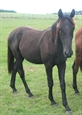 Jack Sparrow Uk yearling Colt summer 2012