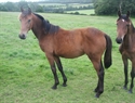 Grand Montet Uk yearling filly Summer 2012