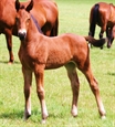 Grande Montet UK 1 month old