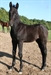 Zorro Noire 2011