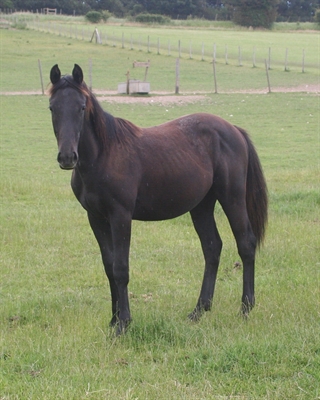Zorro Noire UK