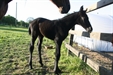 Bibelot aged 3 days 2011