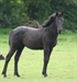 Blanc Bleu UK yearling Filly summer 2012