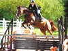 At Felbridge aged 4 yrs Venus UK by Unbelievable Darco