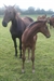 Dynamite a Diamant De Landetta Colt