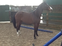 Sandorina UK Sandro Boy bloodlines