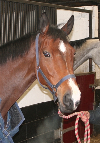 William Whitakers Mare