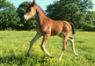 Solitaire UK at trot June 13