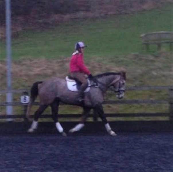 Irish Sport Horse\/Grey\/Max - Uk and International Stud Farm: Stud Uk Euro